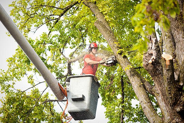 Reliable Fontana, CA Tree Services Solutions